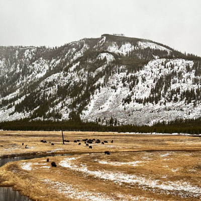 Yellowstone buffalo