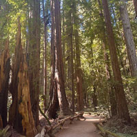 Armstrong Redwoods