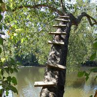 Tree ladder.